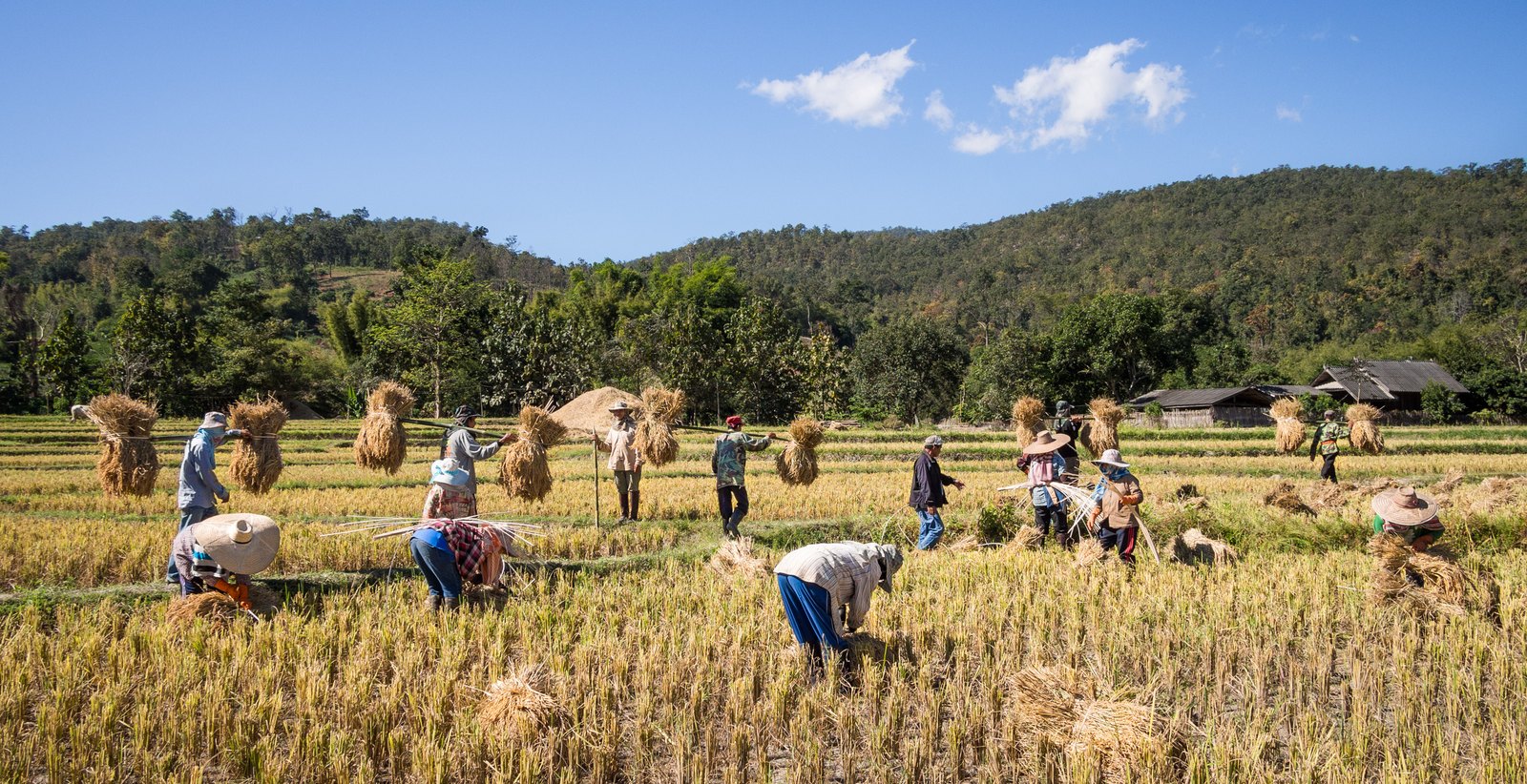 치앙마이 태국 풍경 - Rice farmers Mae Wang Chiang Mai Province.jpg